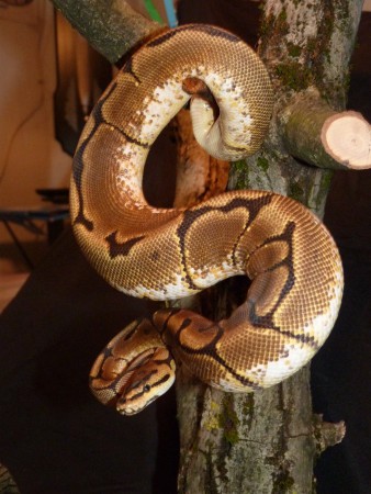 Spider 100% het Pied DNZ 13